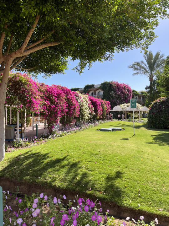 Gartenanlage Desert Rose