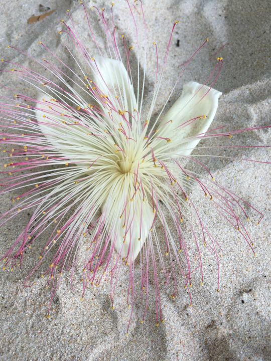 Strand Berjaya Beau Vallon Bay Resort & Casino