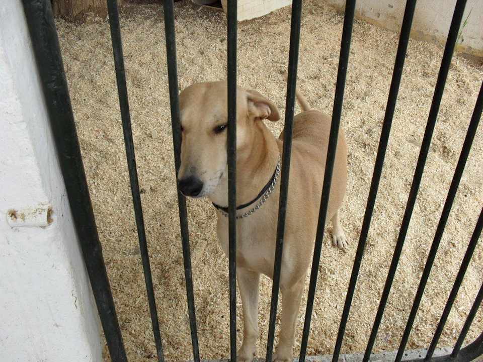 2 Hunde gehören zum Hotel Hotel El Mouradi Cap Mahdia