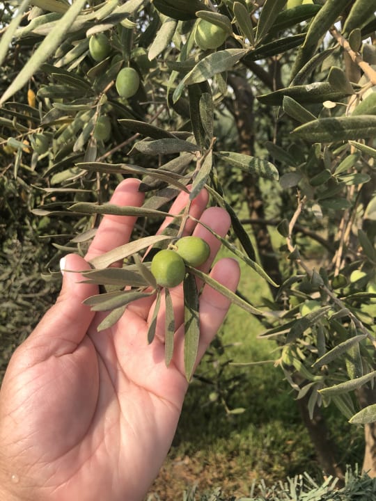 Gartenanlage Dream Family Club