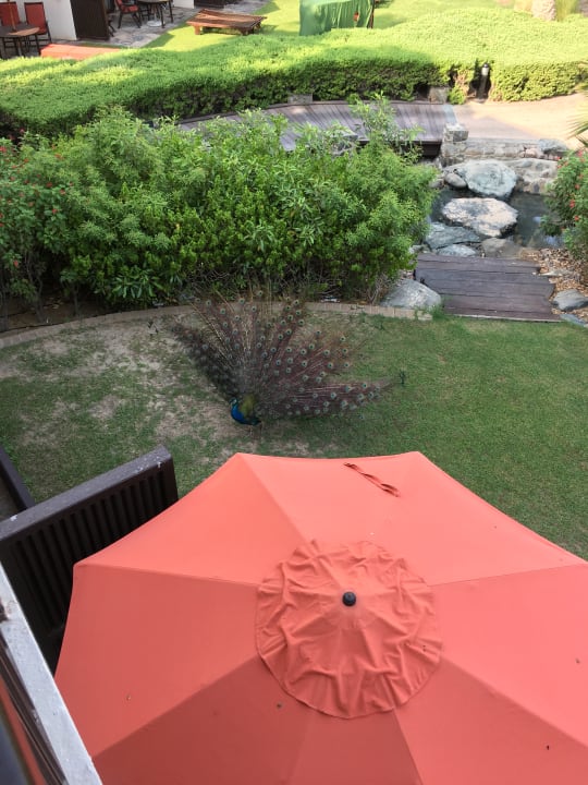 Sonstiges JA Palm Tree Court