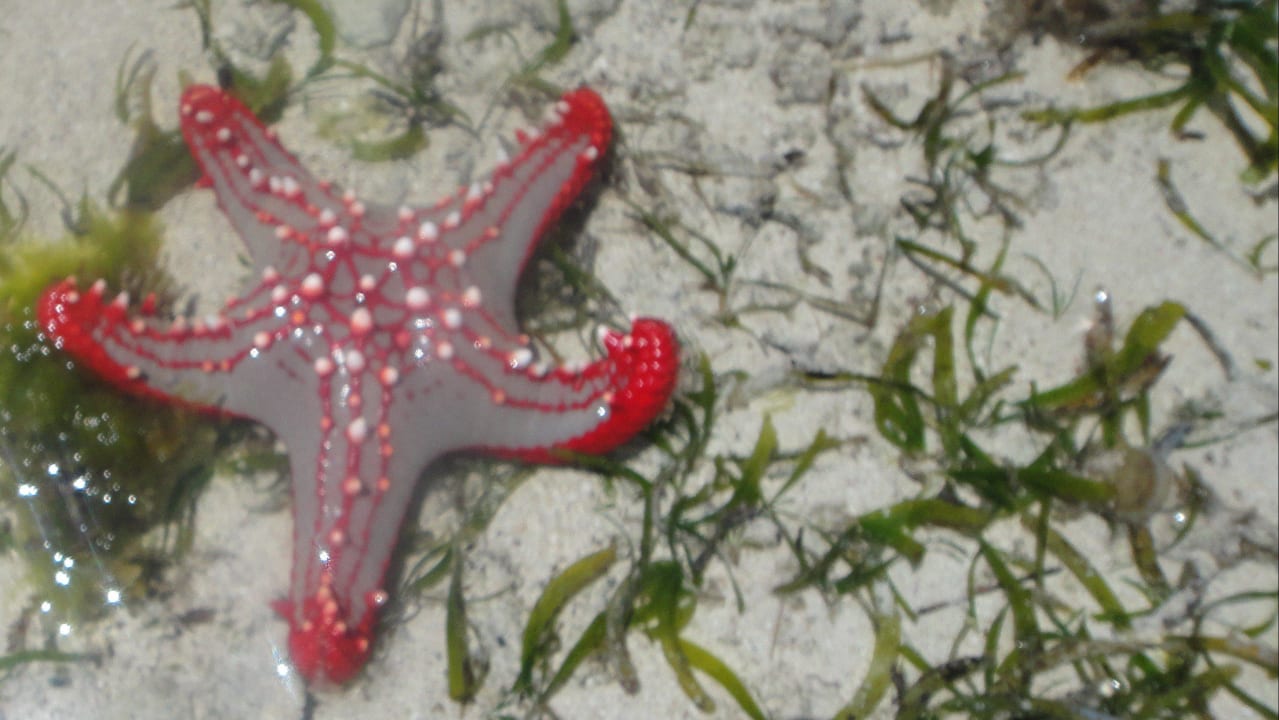 Entdeckung im Riff vor dem Hotel Kaskazi Beach Resort