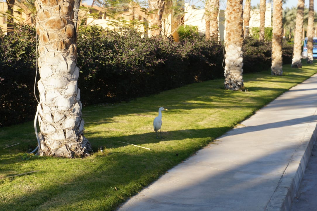 По дороге Stella Beach Resort & Spa Makadi Bay