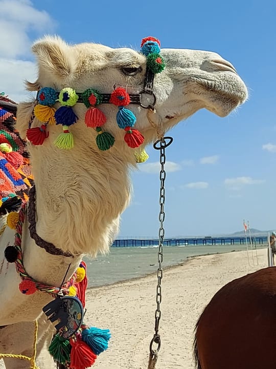 Strand Hotel Gorgonia Beach Resort