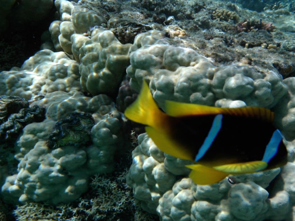 Clownfisch Nemo Swisstouch Oriental Resort Marsa Alam