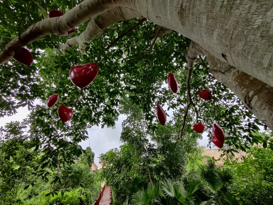 Gartenanlage TRS Yucatan Hotel - Adults only