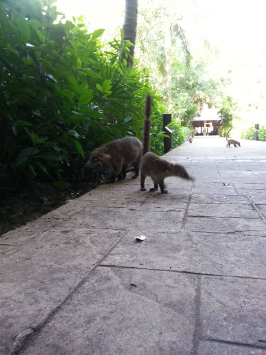 Hotel Catalonia Playa Maroma Catalonia Playa Maroma