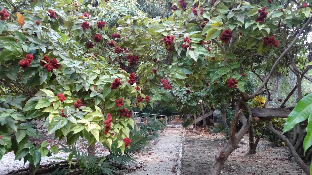 Garten Hotel Rancho Don Cesar