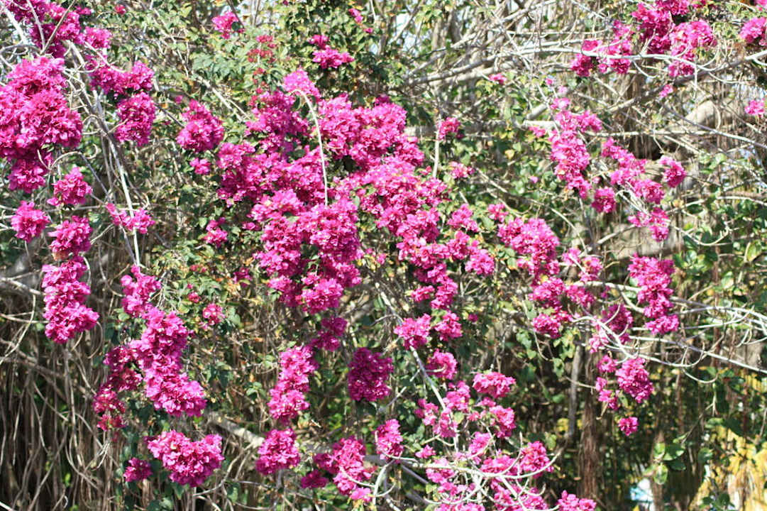 Baum vor der Lobby Le Peninsula Bay Beach Resort & Spa
