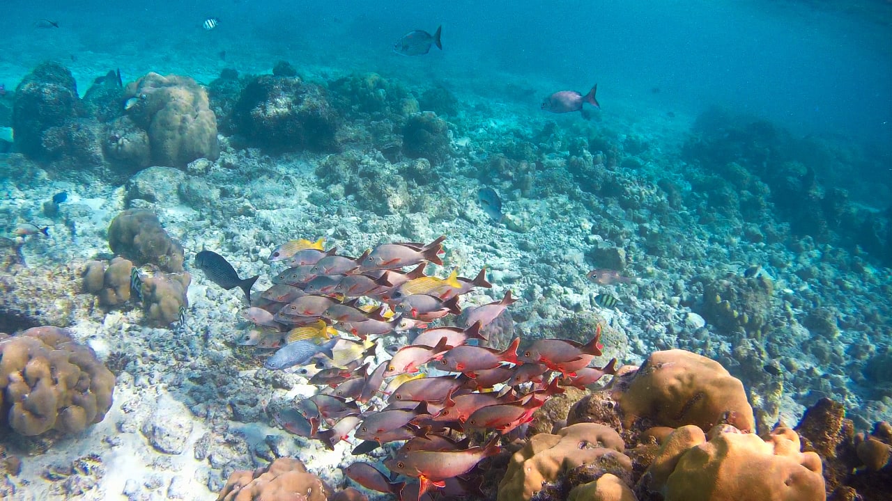 Sport & Freizeit Summer Island Maldives