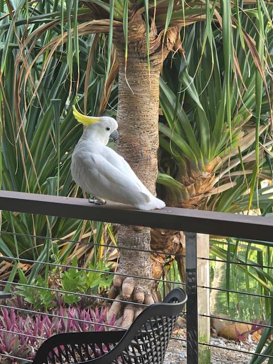 Gartenanlage Daydream Island Resort and Spa
