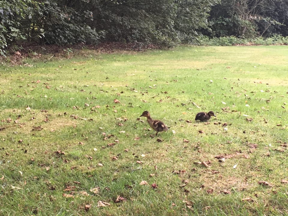 Gartenanlage Ferienpark Klein Vink