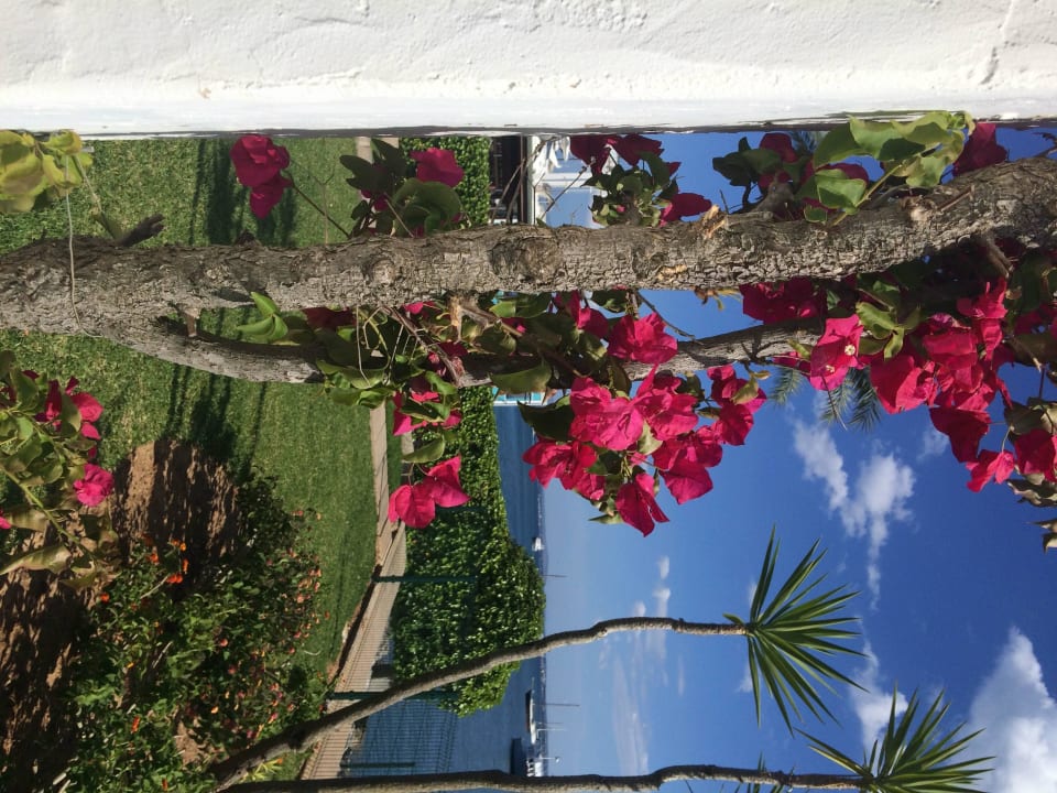 Blick von der Terasse/Suite Alcudiamar Marina Residence