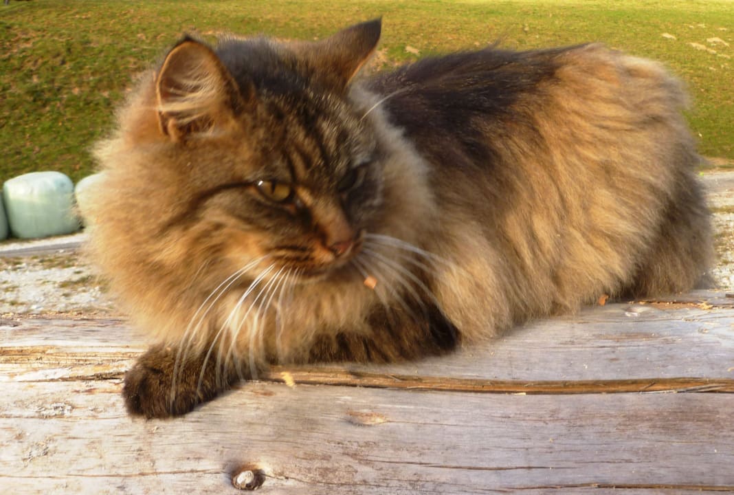 Sonstiges Almhütte Brandgut