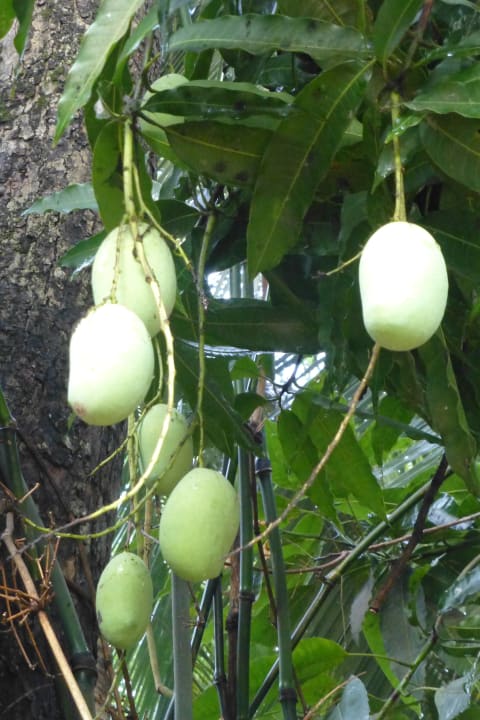 Mango Hotel Kottawatta Village