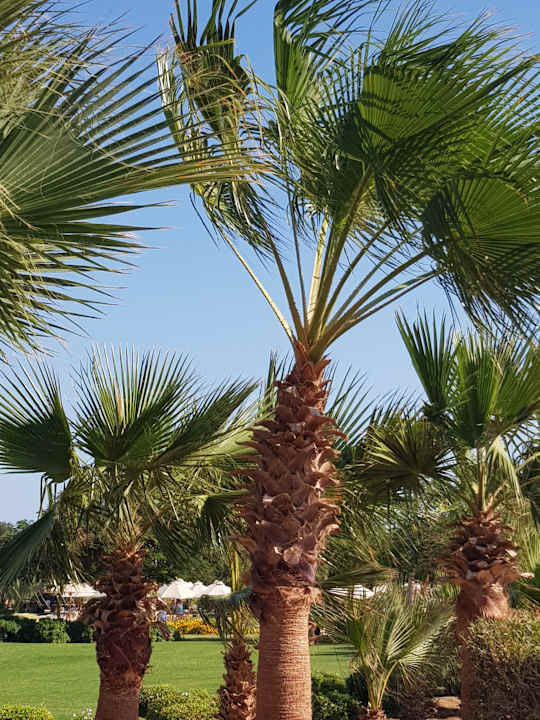 Ausblick Steigenberger Aqua Magic