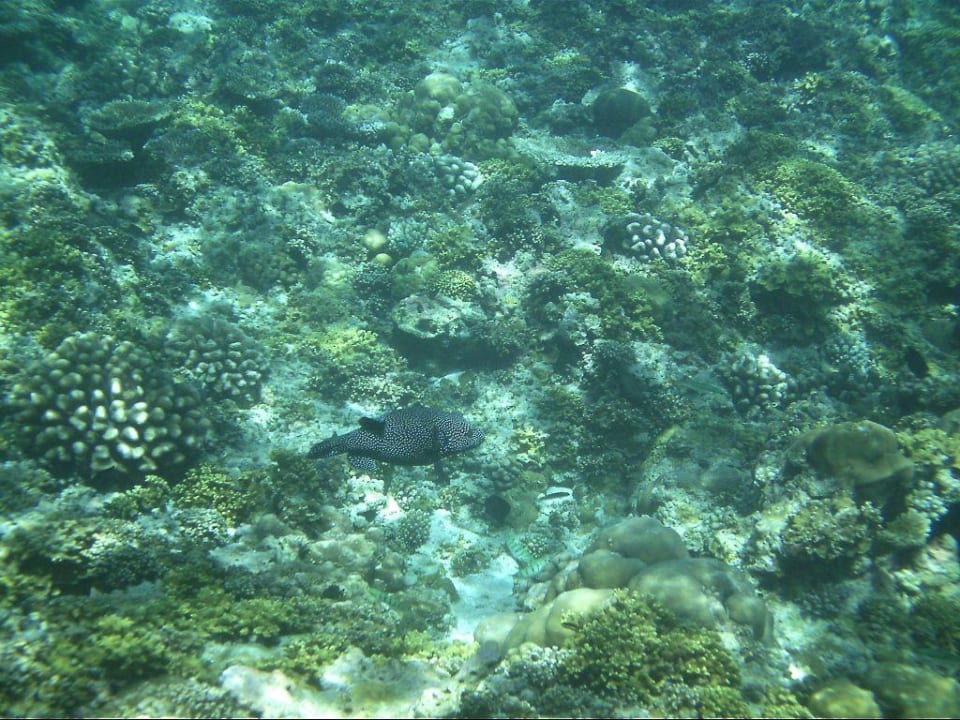 Korallenriff mit Kugelfisch Kuramathi Maldives