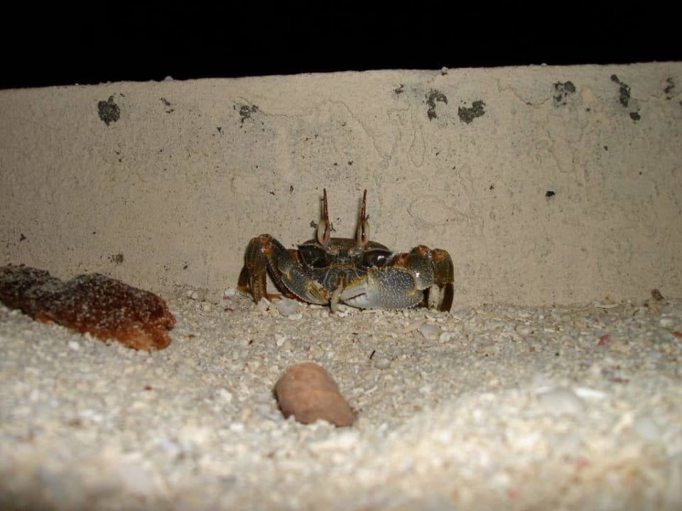 "Erwischt!" Summer Island Maldives