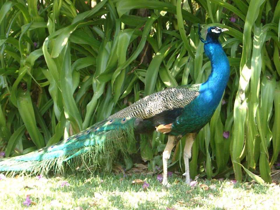 Im Garten des Hotels Hotel Atitlan