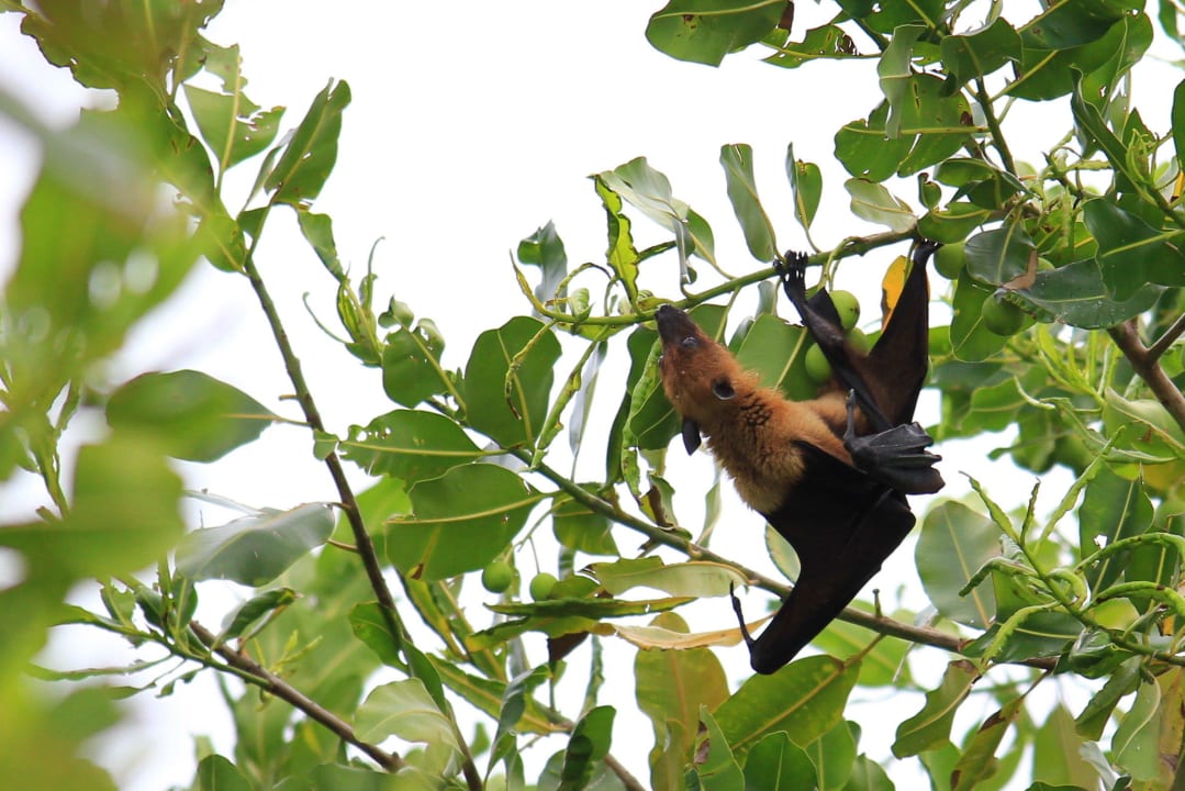 Auch tagsüber aktiv NH Collection Maldives Reethi Resort