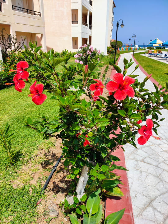 Gartenanlage Myrina Beach Hotel