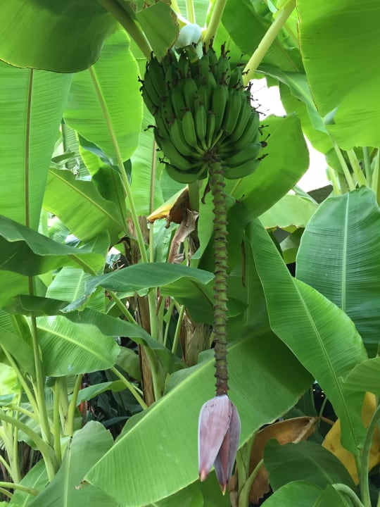 Bananenbaum Sherwood Dreams Resort