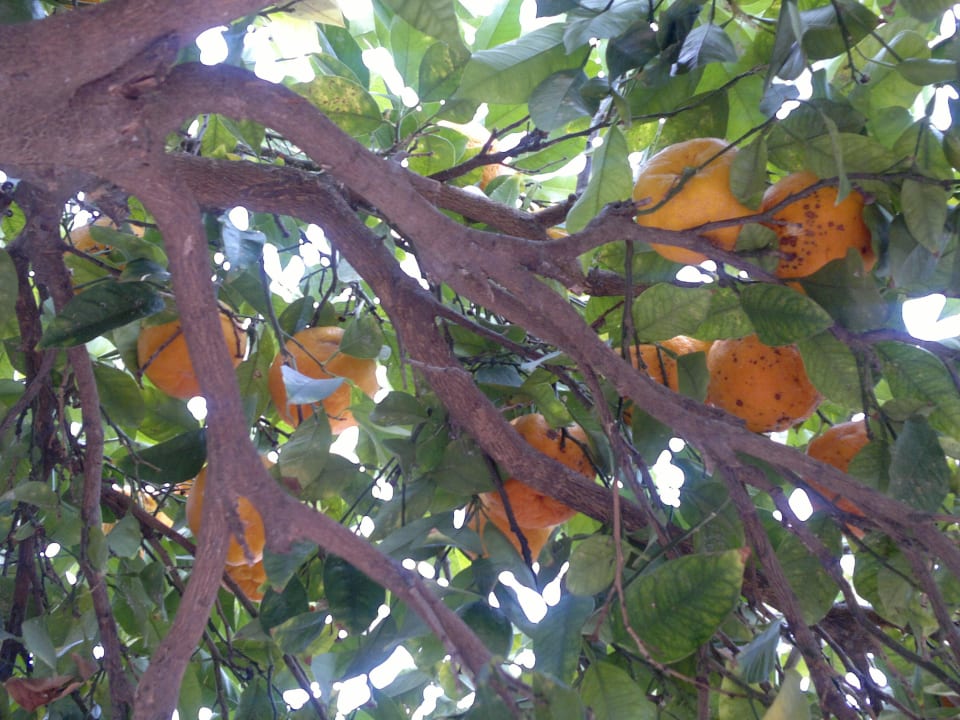 Pomarańcze przy basenie Hotel  Pigale