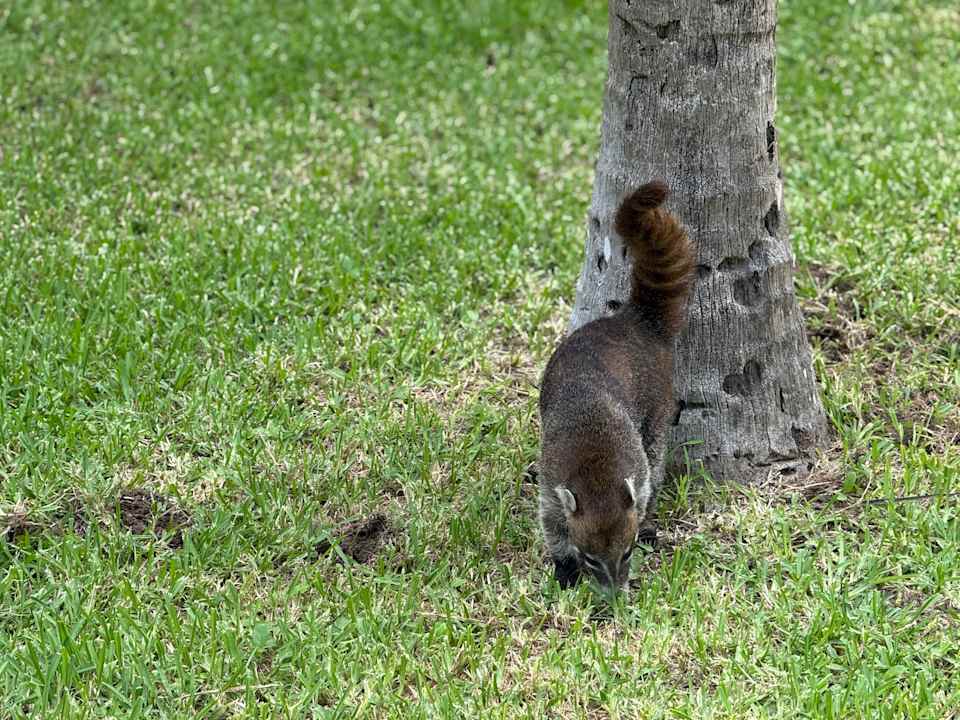 Gartenanlage Viva Azteca by Wyndham - All Inclusive Resort