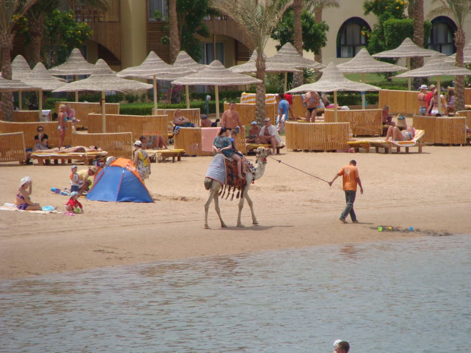 Przejażdżka na wielbłądzie Desert Rose