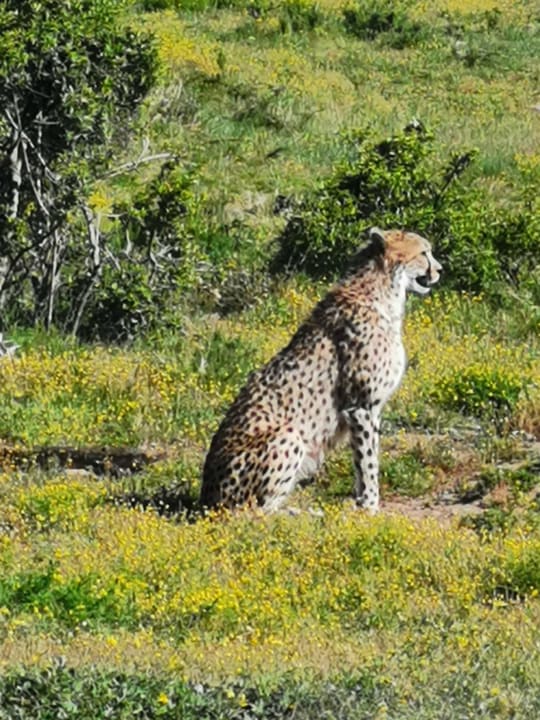 Außenansicht Hotel Pumba Private Game Reserve