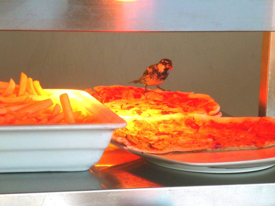 Vögel saßen unter Wärmelampe, pickten Pizza Occidental Boa Vista Beach