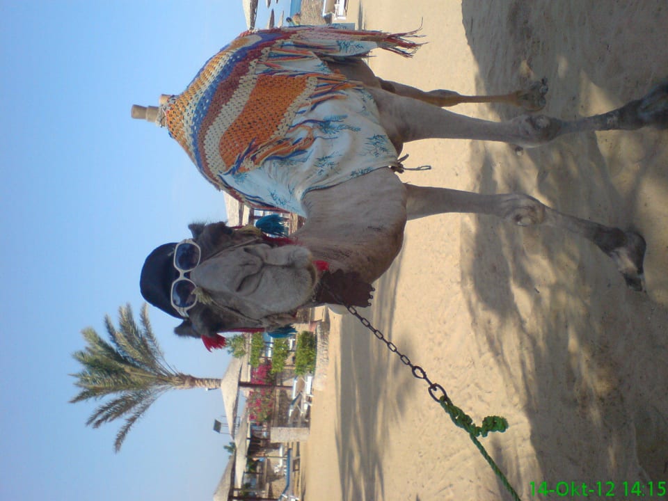 Unser wunderschönes Hotelkamel Sea Star Beau Rivage