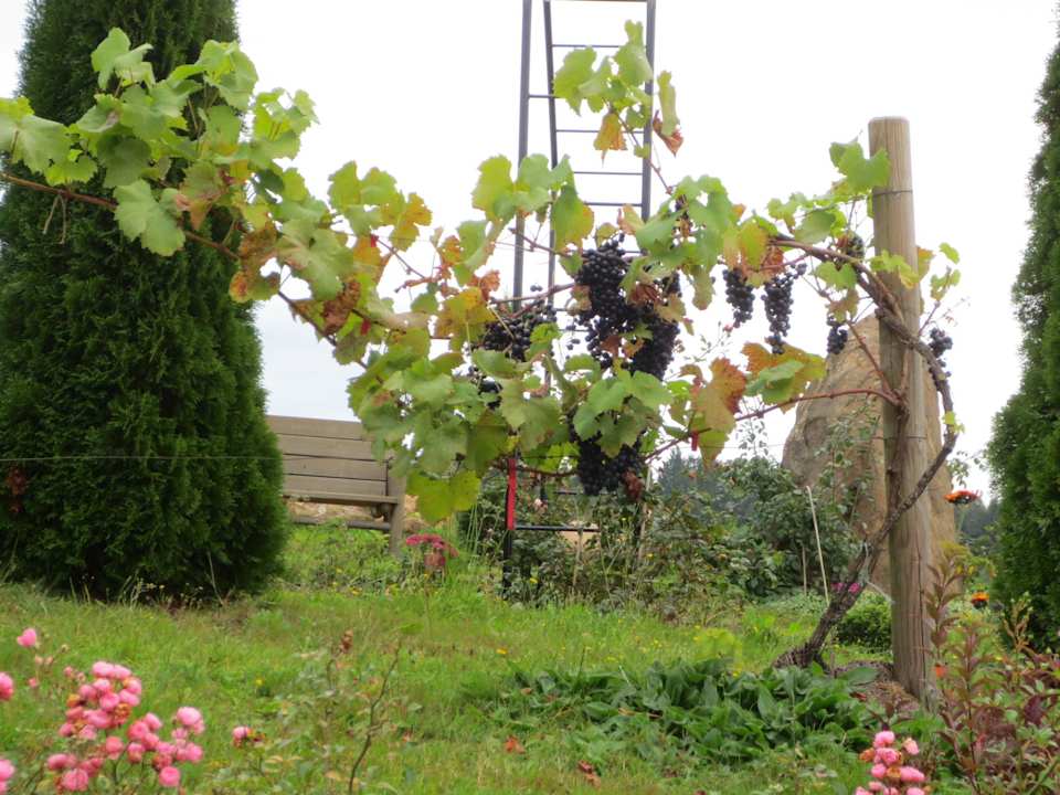 Trauben Spirit & SPA Hotel Birkenhof am Elfenhain