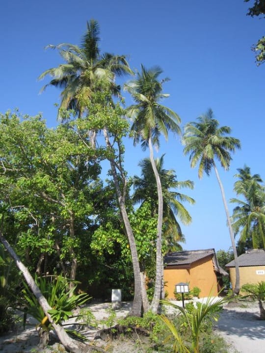 14 Tage so einen Himmel Kuredu Island Resort & Spa