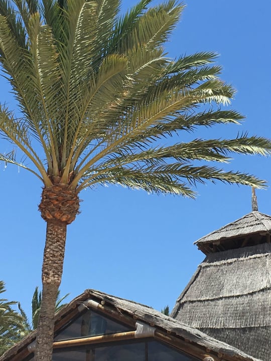 Blick in den Himmel von der Strandbar aus. SBH Costa Calma Beach Resort
