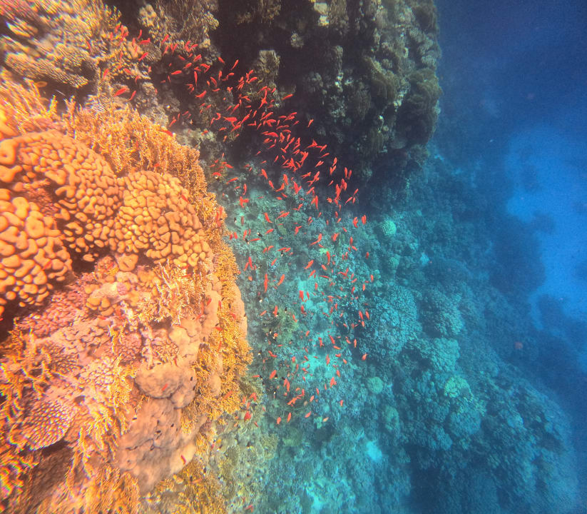 Sonstiges Pickalbatros Sea World Resort - Marsa Alam