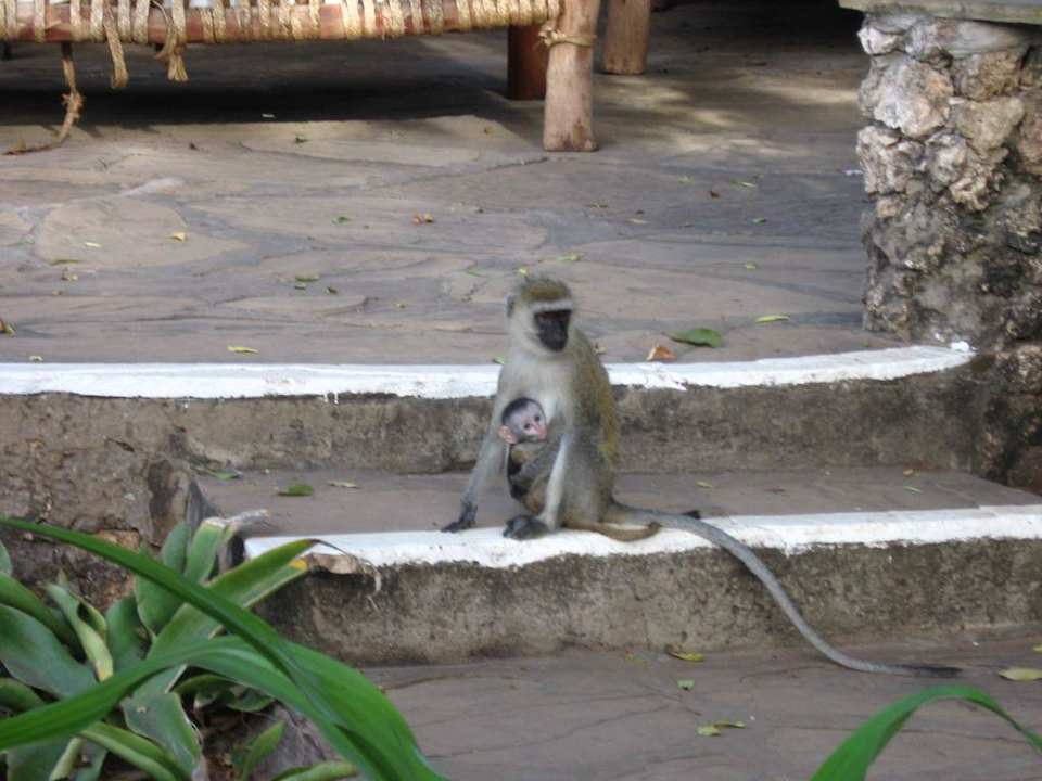 Affen an der Beach Bar Treppe Kaskazi Beach Resort