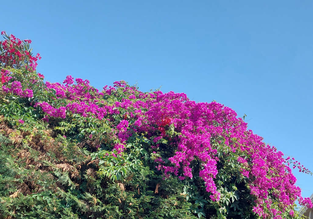 Gartenanlage Paloma Oceana