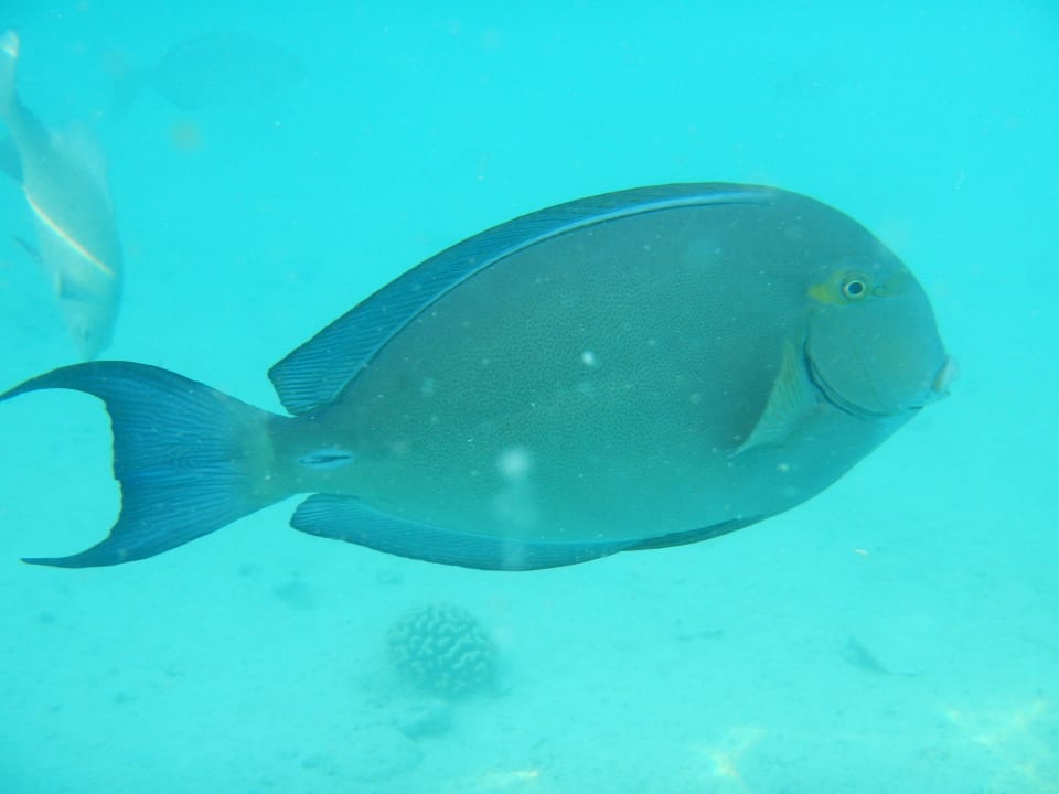 Einer von vielen bunten Fischen Summer Island Maldives
