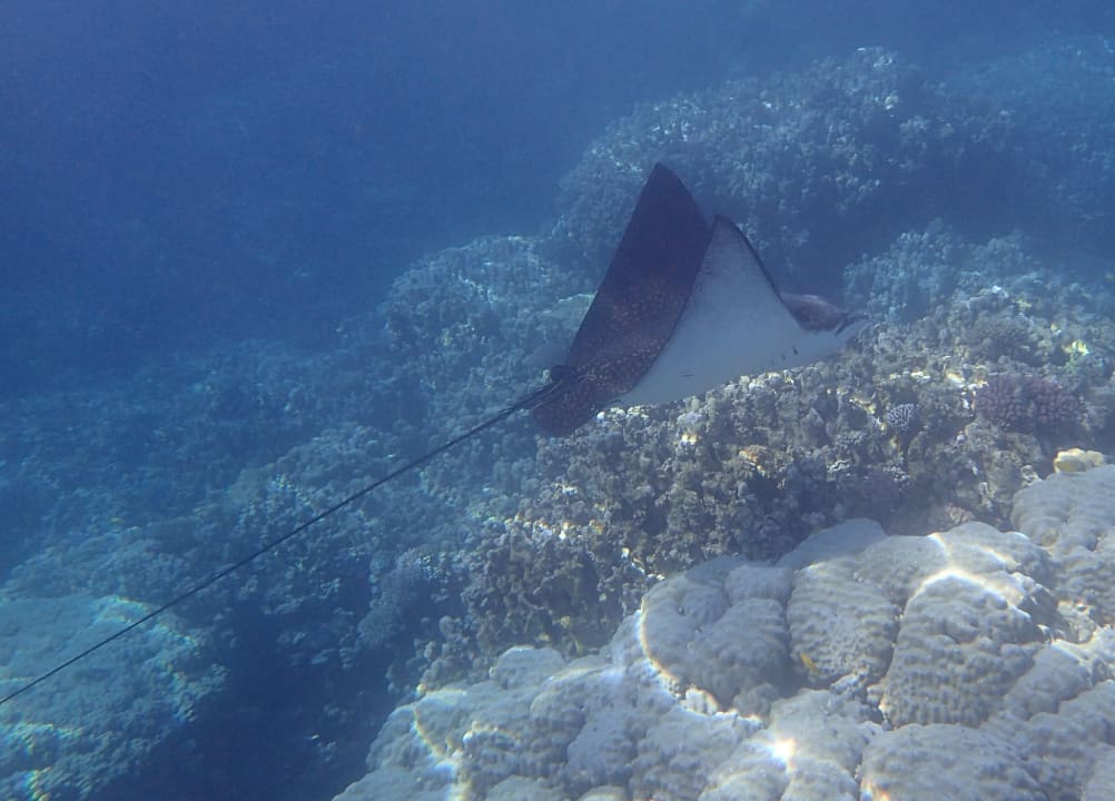 Sport & Freizeit Stella Beach Resort & Spa Makadi Bay