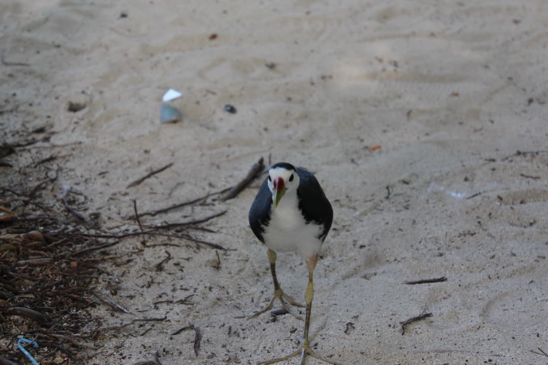 Vogel Summer Island Maldives