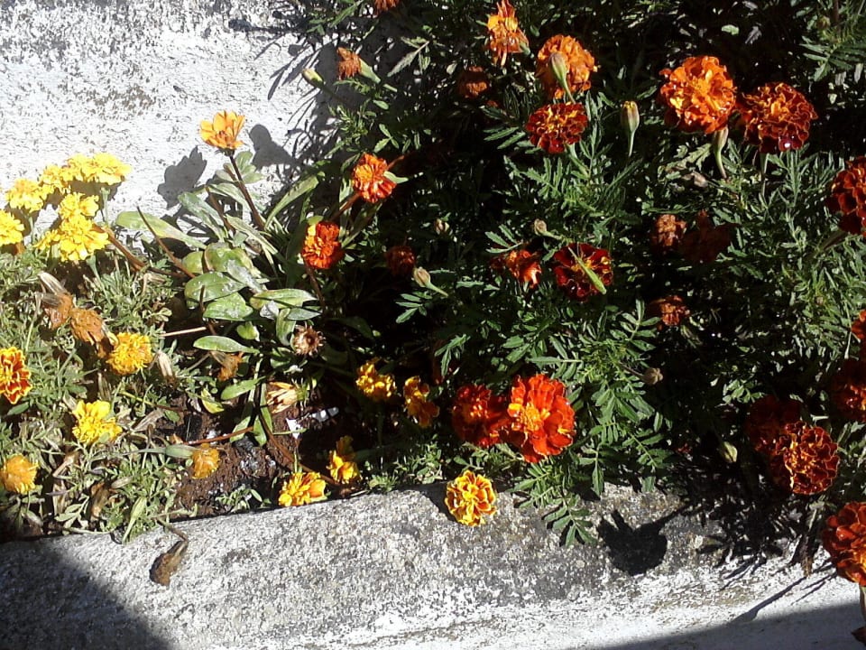Blumenarrangement Terrasse! Valamar Diamant Residence