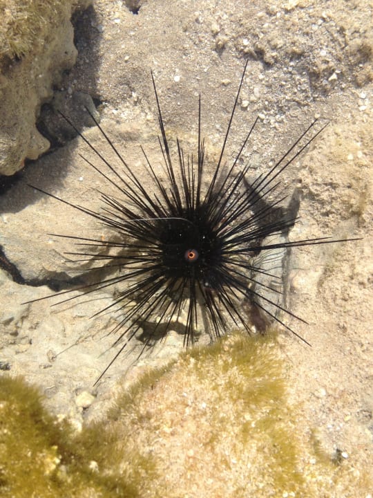 Hotel Stella Makadi Gardens Stella Garden Resort & Spa, Makadi Bay