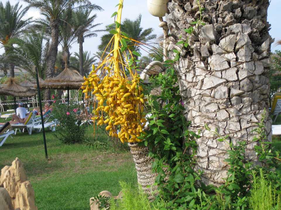 lti Hotel Mahdia Beach Mahdia Beach & Aquapark