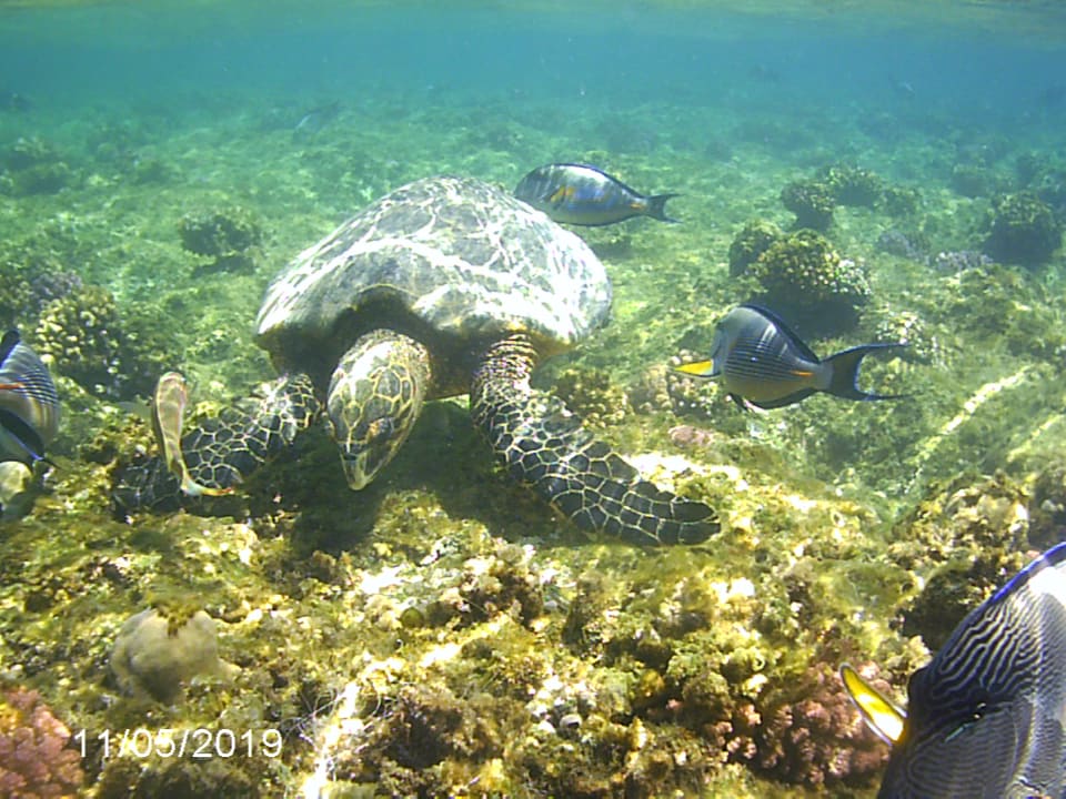 Sport & Freizeit Steigenberger Coraya Beach - Adults only