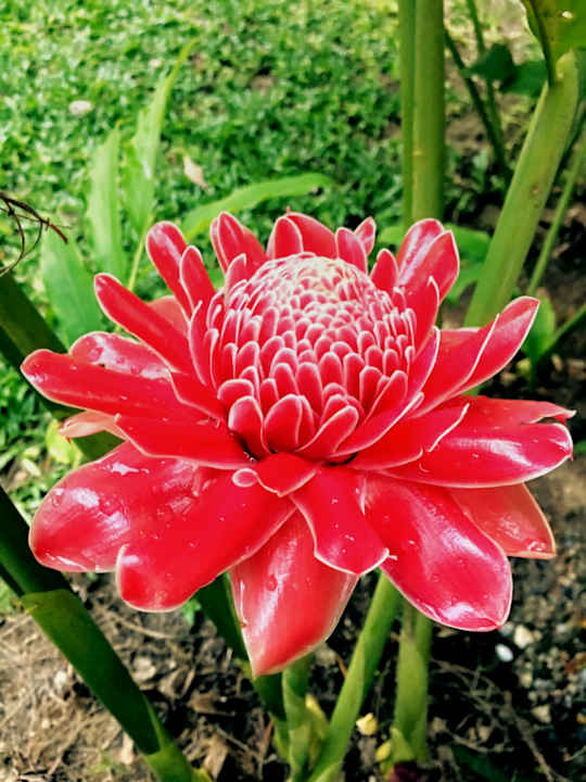 Gartenanlage The Grand Southsea Khaolak Beach Resort