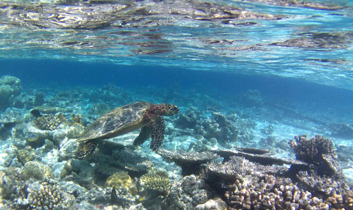 Sonstiges Diamonds Thudufushi