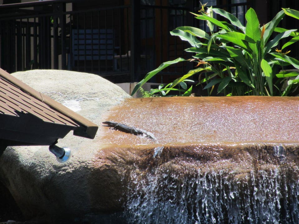 Kleiner Varan passiert Wasserfall Khao Lak Merlin Resort