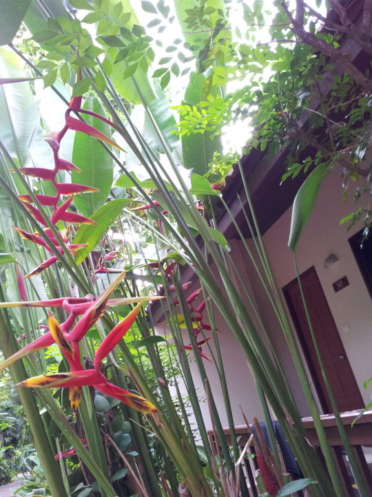 Noch mehr Pflanzen Samui Natien Resort