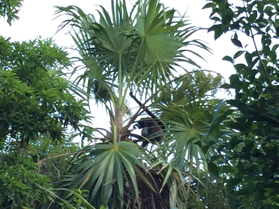 Einen Affen konnten wir auch beobachten Grand Palladium Kantenah Resort & Spa